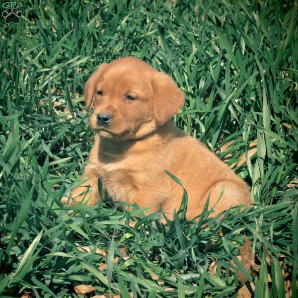 Cameron, Golden Labrador Puppy